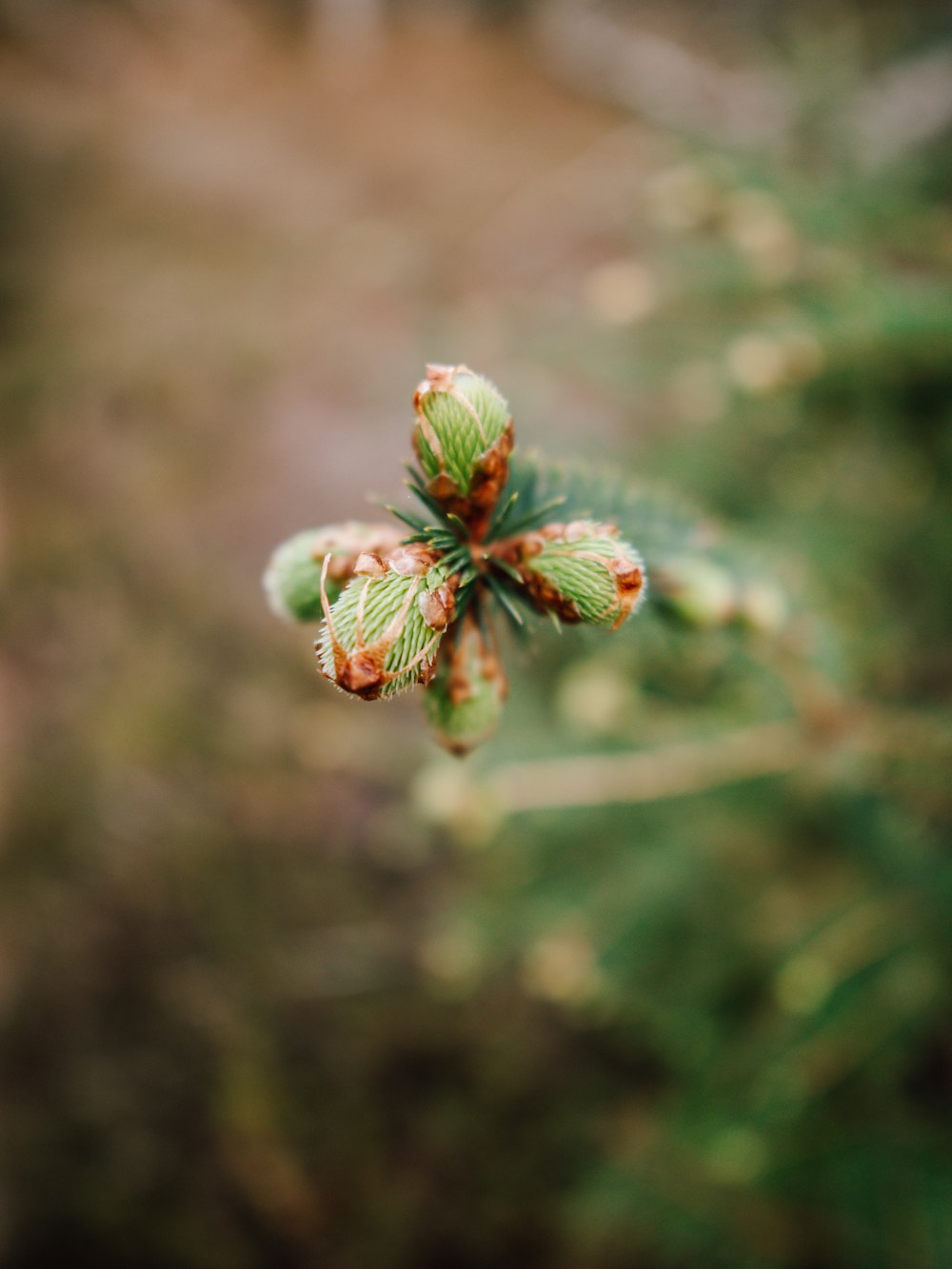 a close up of a small green plant