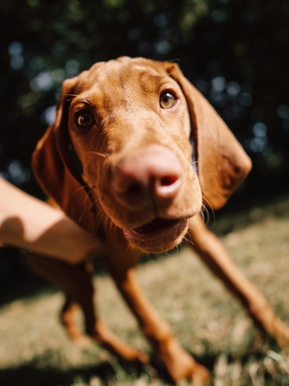 a brown dog standing on top of a lush green field