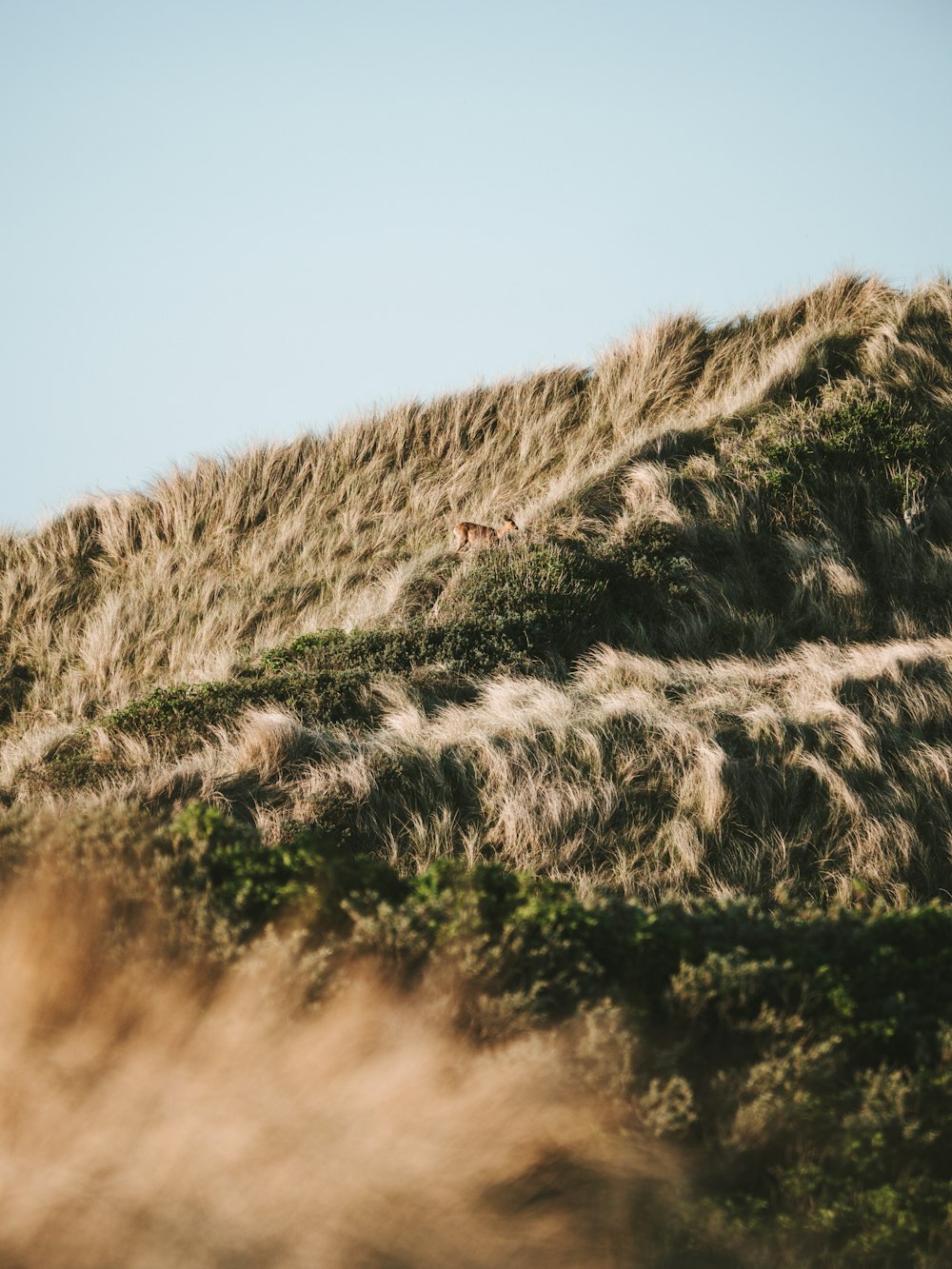 a hill with grass growing on top of it