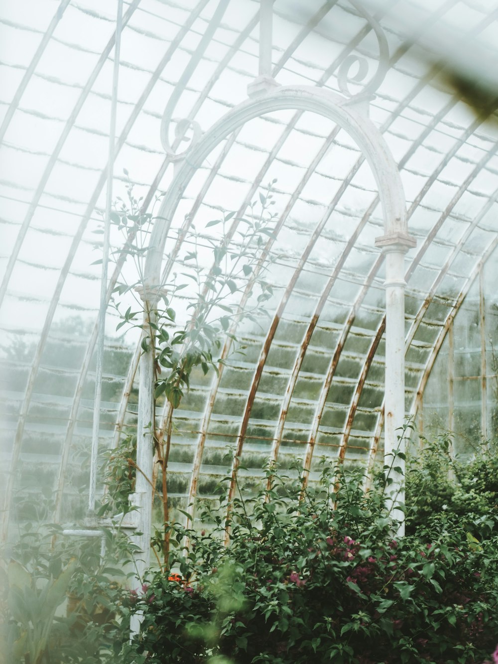 a greenhouse filled with lots of green plants