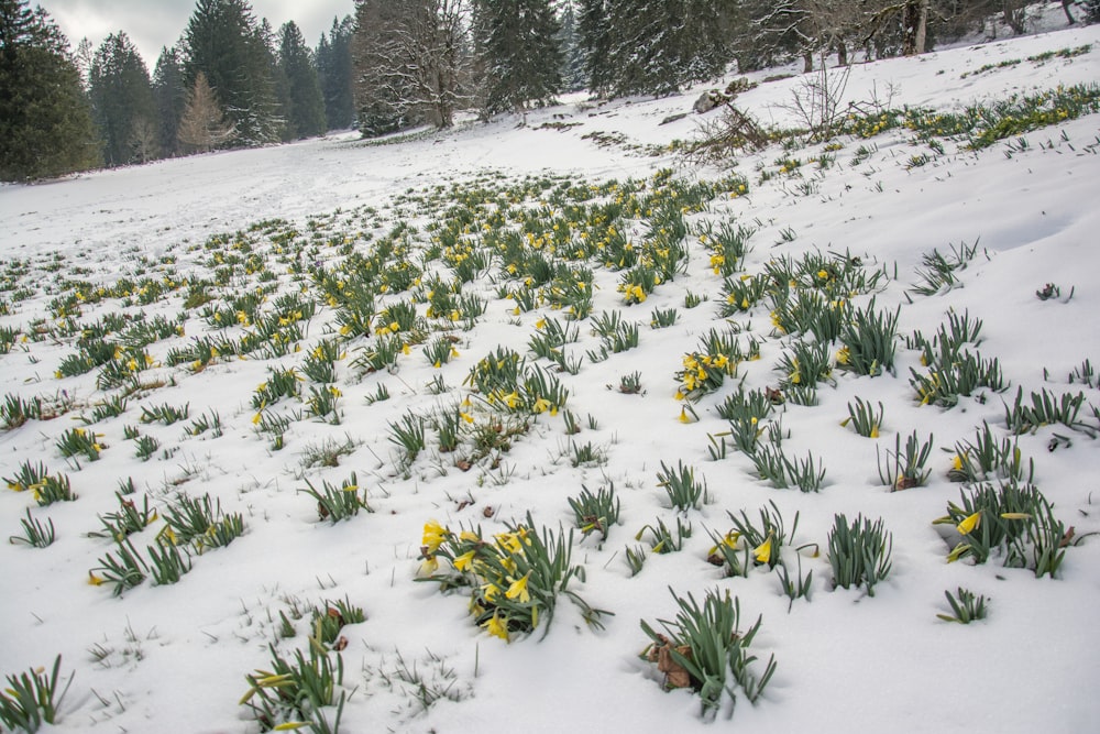a snow covered field with small yellow flowers