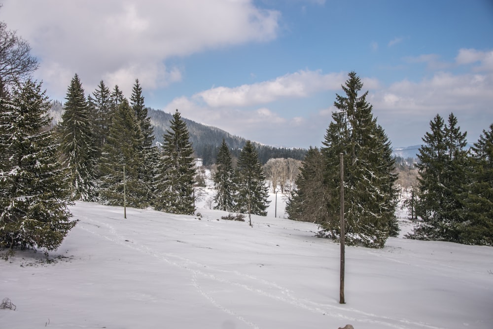 a snow covered field with trees and a mountain in the background