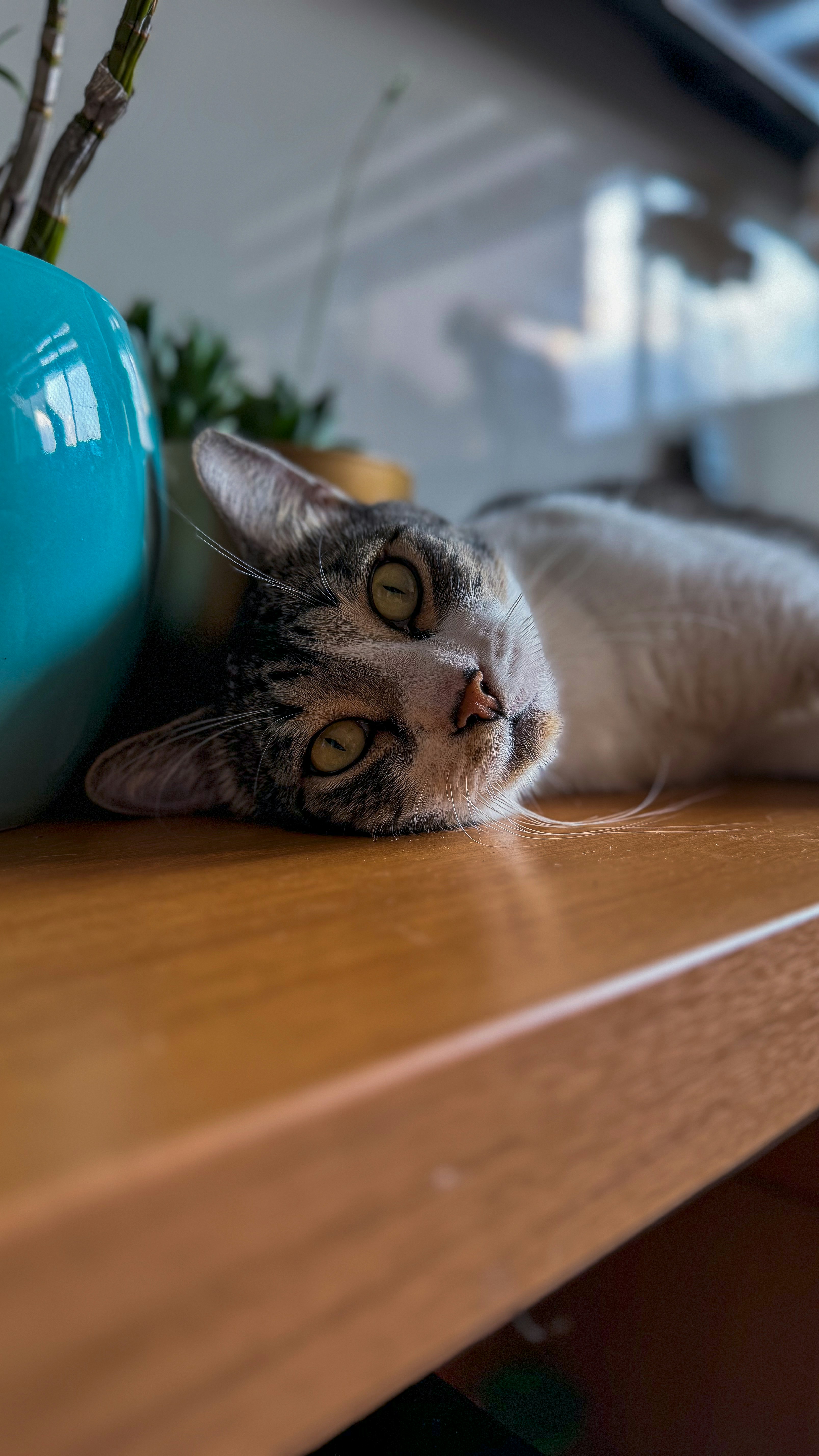 a cat laying on top of a wooden shelf