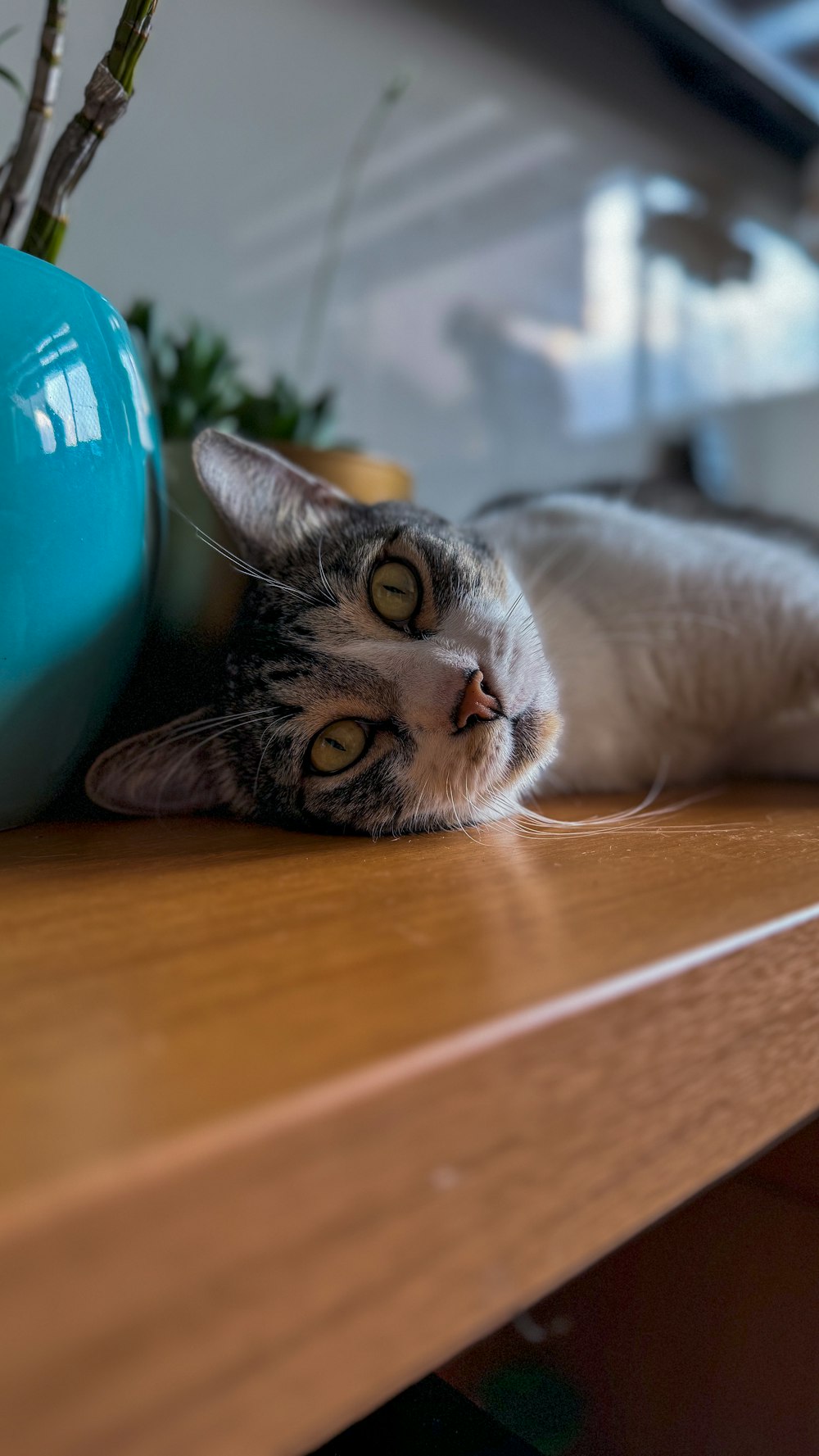 a cat laying on top of a wooden shelf