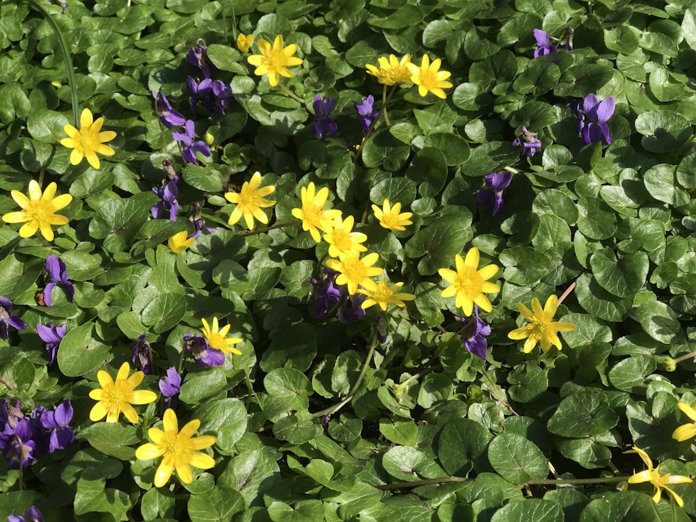 a bunch of flowers that are in the grass