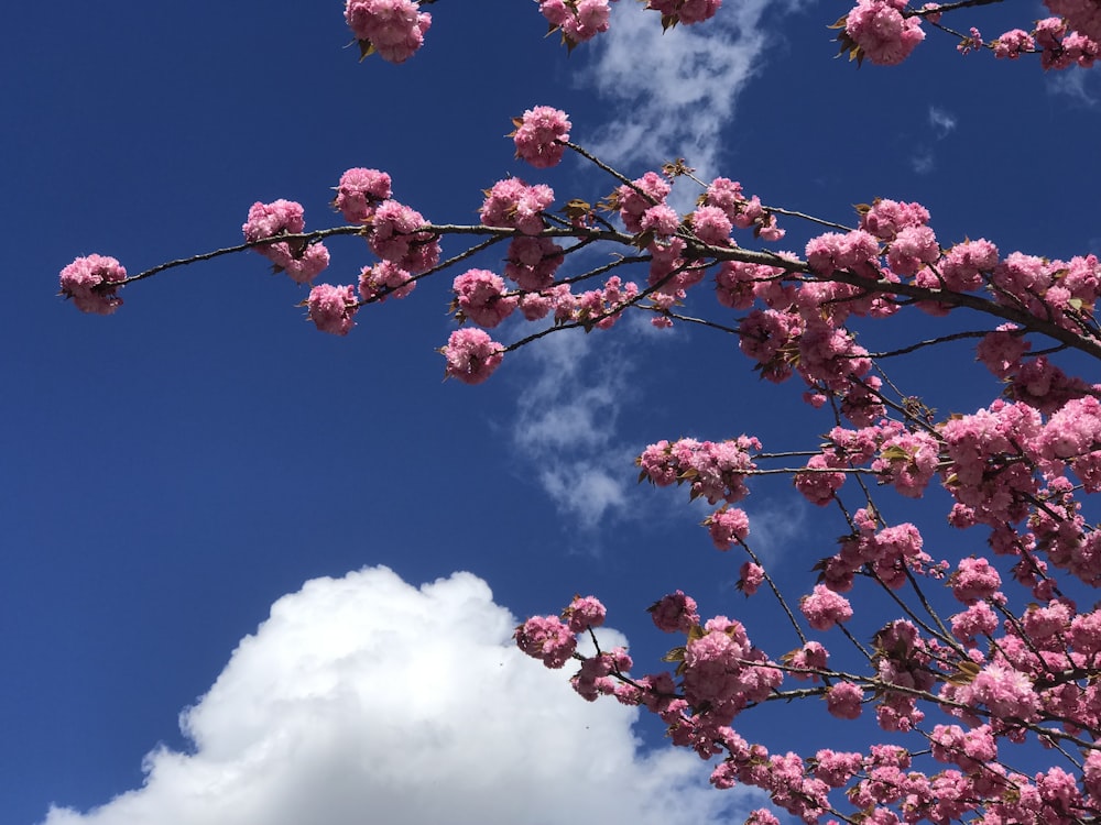 pink flowers are blooming on the branches of a tree