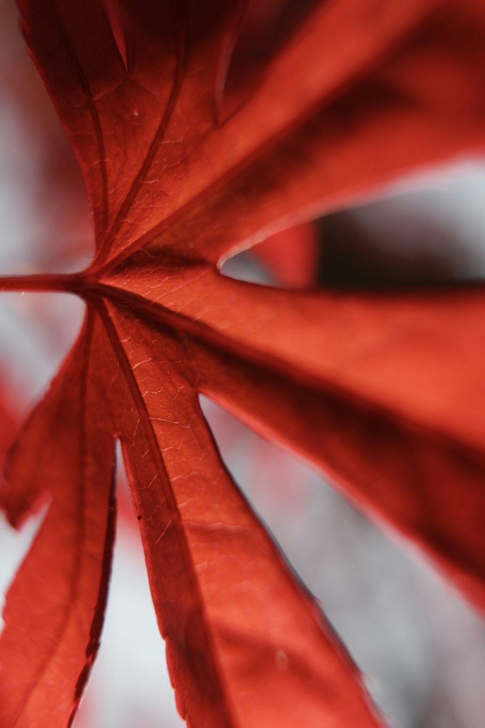 a close up view of a red leaf