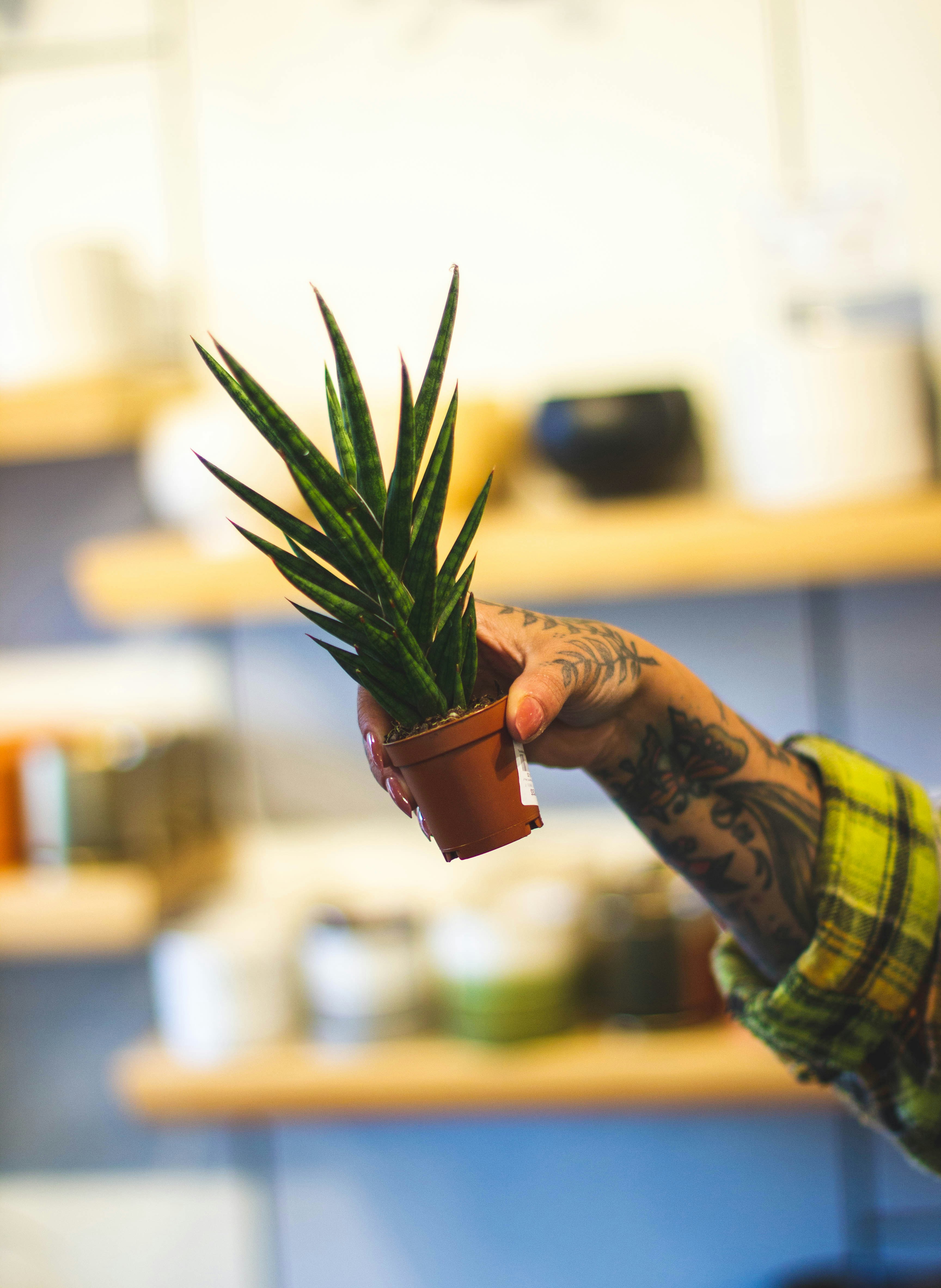 indoor plant wallpaper, wallpaper, Indoor Plants: A Complete Guide 1