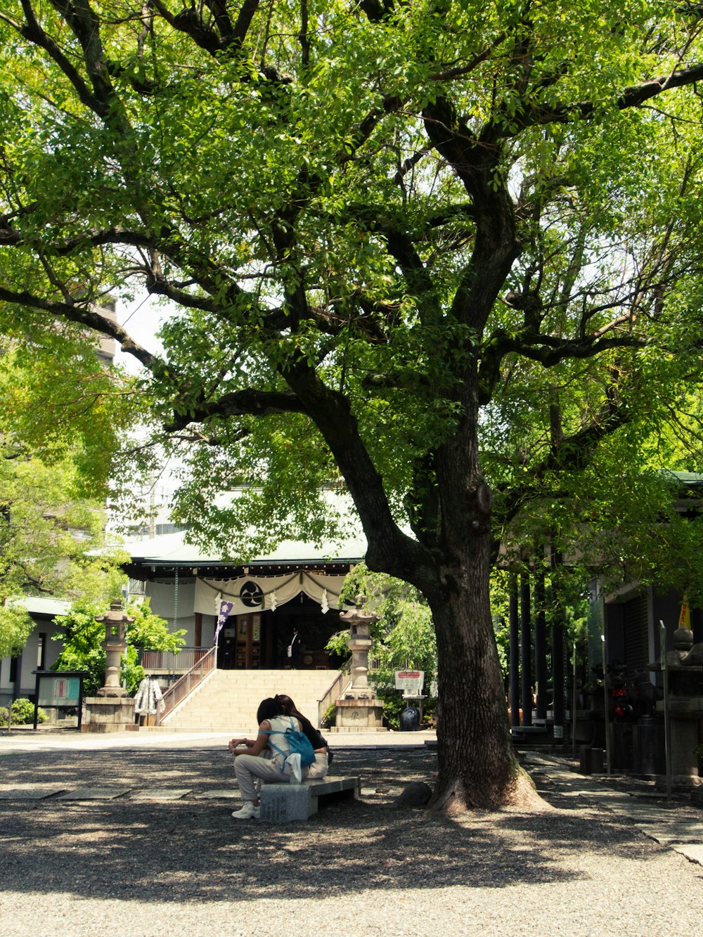 a person sitting on a bench under a tree