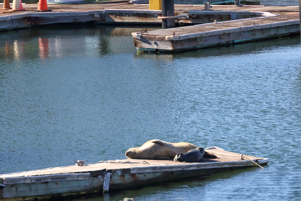 a sea lion laying on top of a wooden dock