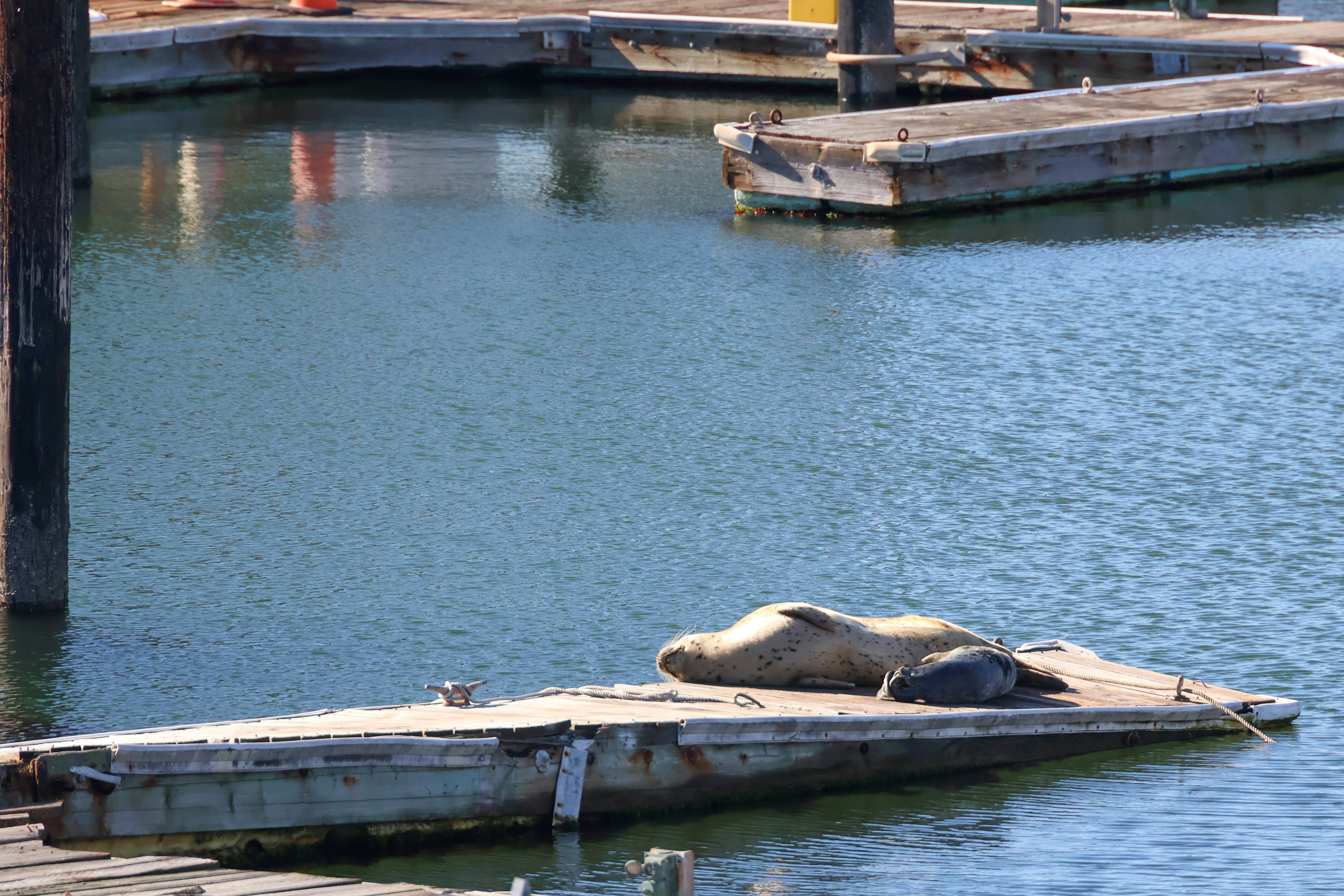 Harbor Seal