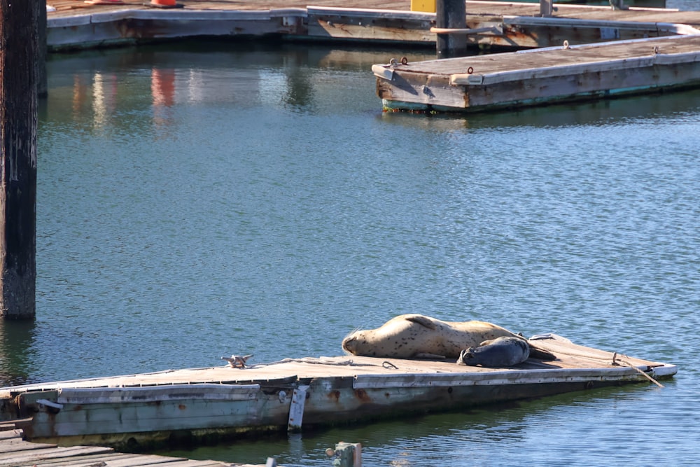 a sea lion laying on top of a wooden dock