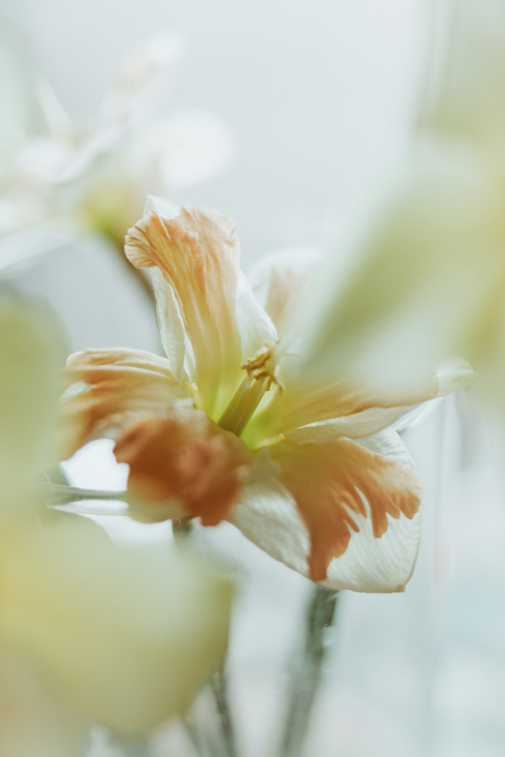 a close up of a flower in a vase