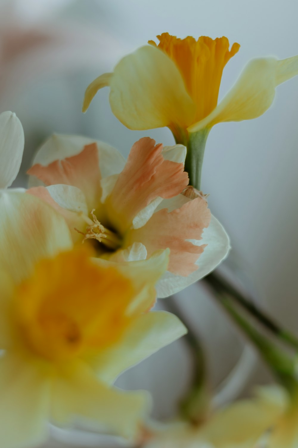 a bunch of flowers that are in a vase