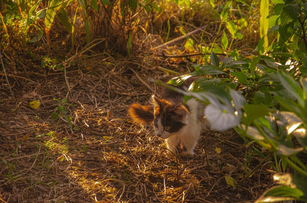 a cat walking through a field of grass