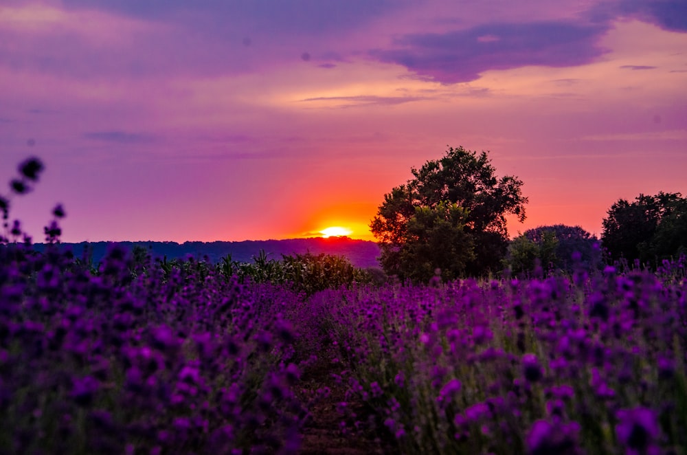 ラベンダーの花畑に沈む夕日