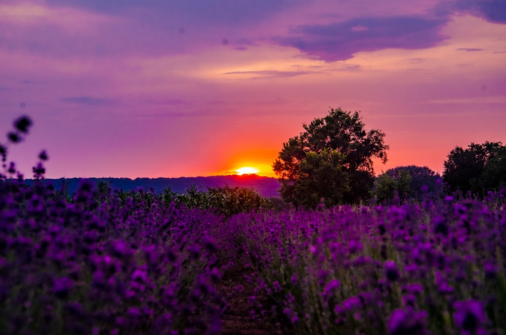 Le soleil se couche sur un champ de fleurs de lavande