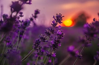 a field of lavender flowers with the sun setting in the background