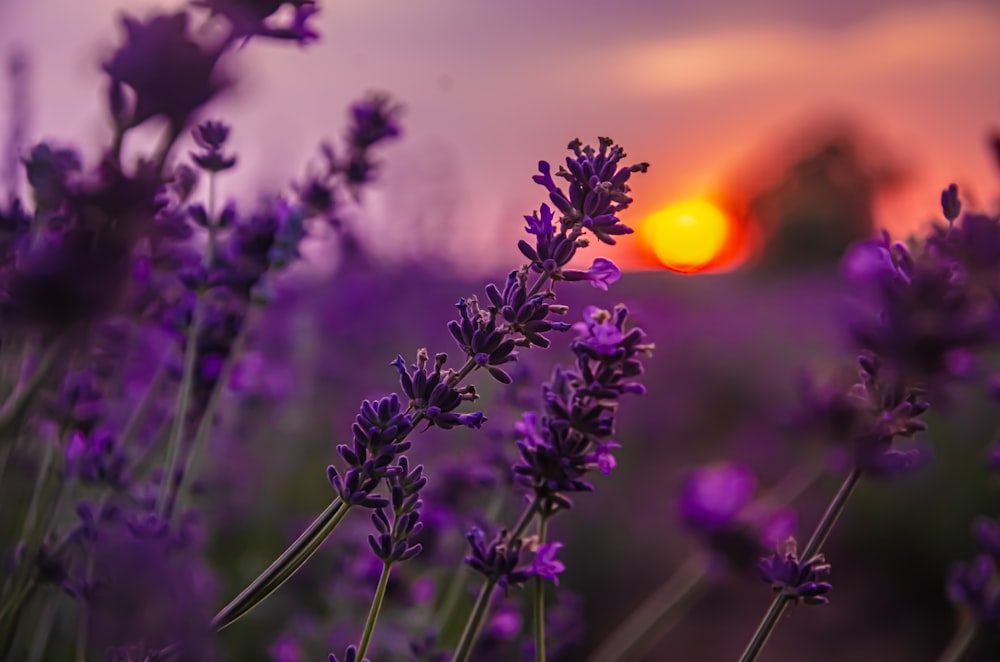 a field of lavender flowers with the sun setting in the background