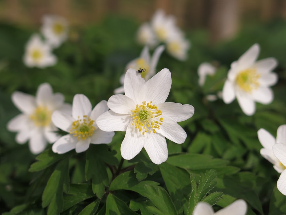 a group of white flowers with green leaves