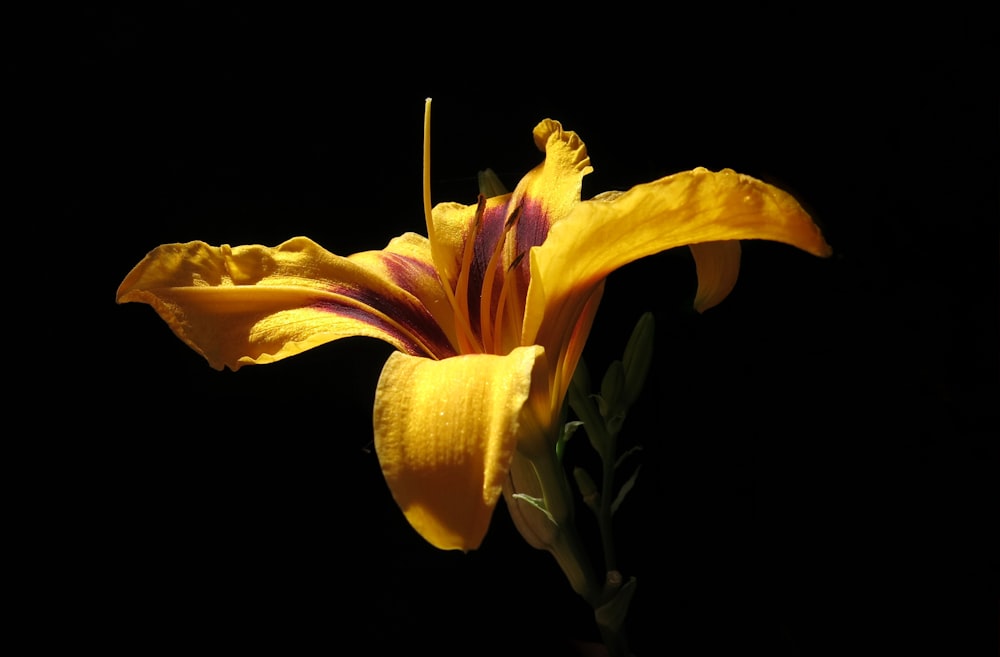 um close up de uma flor amarela em um fundo preto