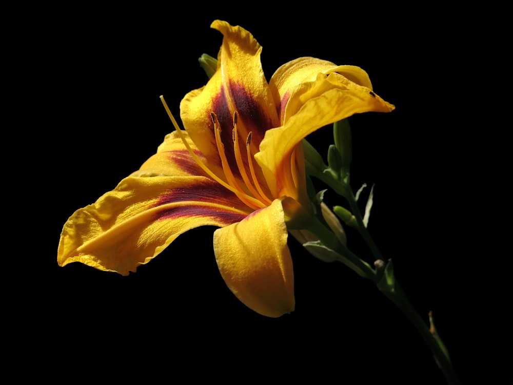 un primo piano di un fiore giallo su uno sfondo nero