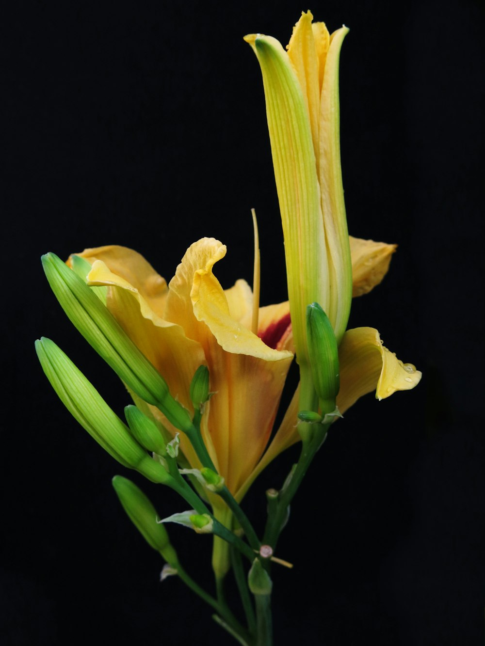 a close up of a yellow flower on a black background