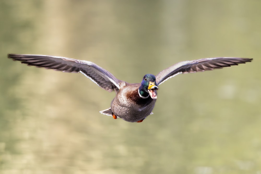 a bird flying over a body of water