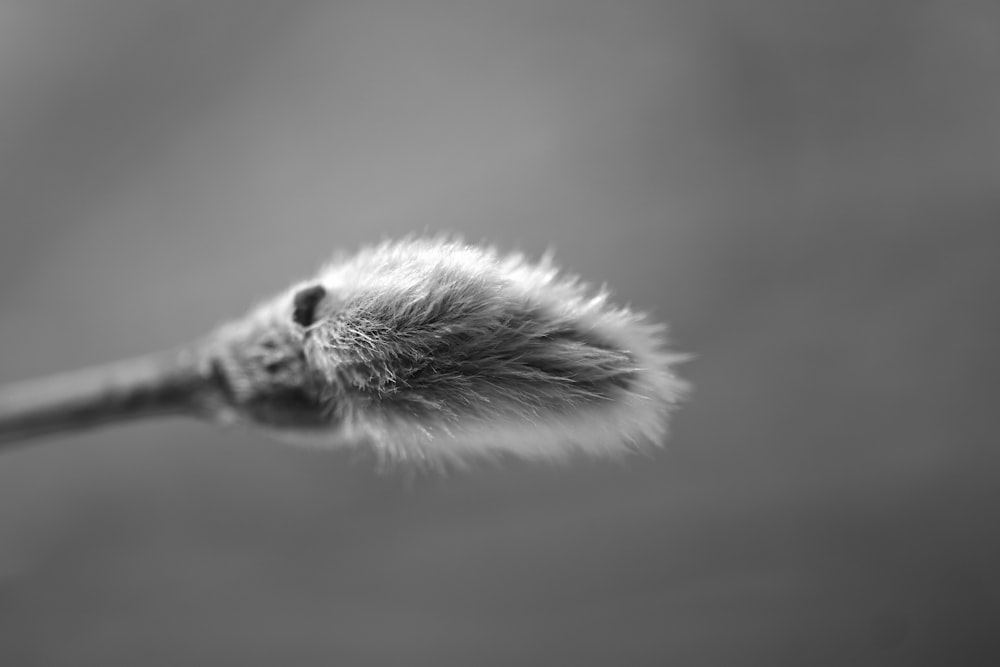 a black and white photo of a cat's tail