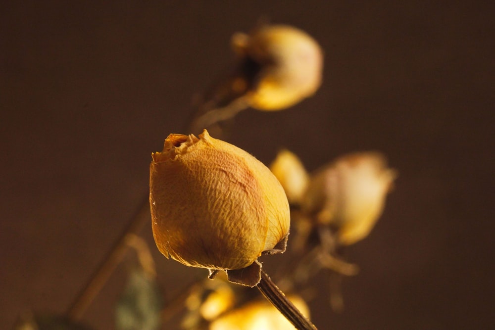 a close up of a dead flower on a stem