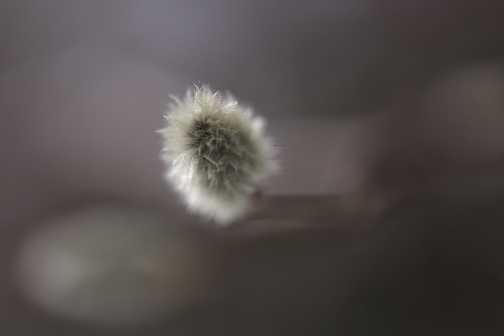 a close up of a dandelion with a blurry background