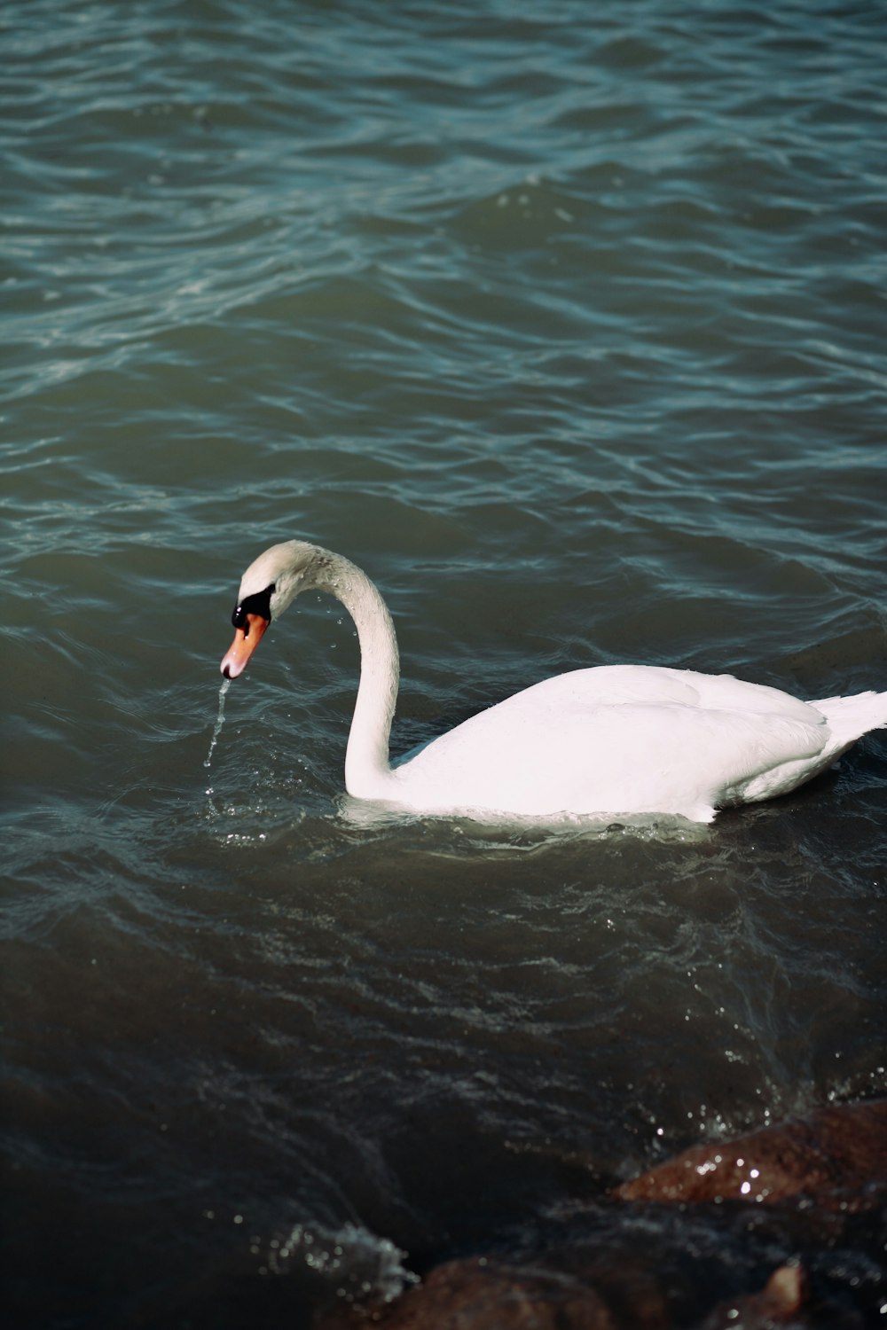 a white swan swimming in a body of water