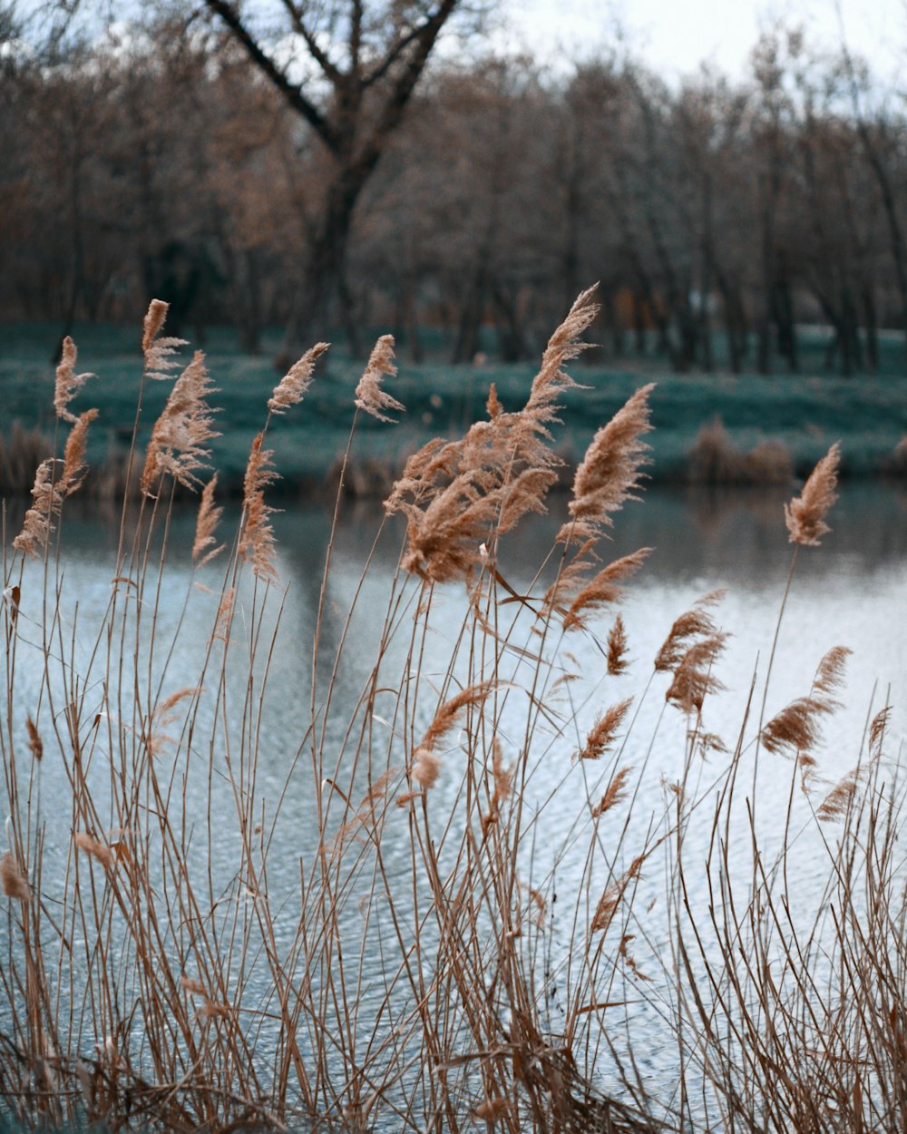 a bunch of tall grass next to a body of water