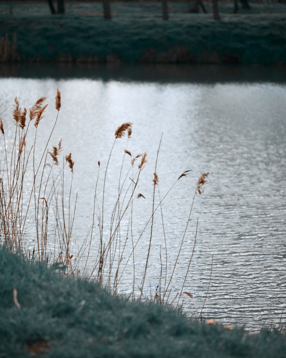 a body of water surrounded by grass and a bridge