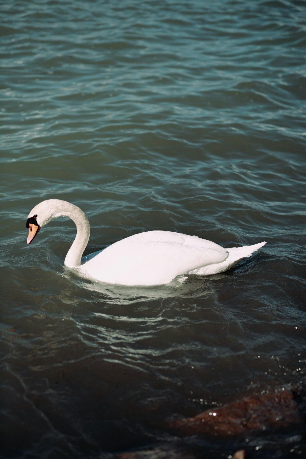 a white swan floating on top of a body of water