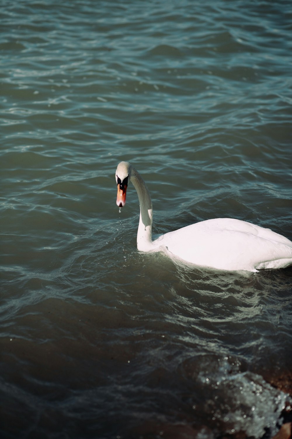 a white swan floating on top of a body of water