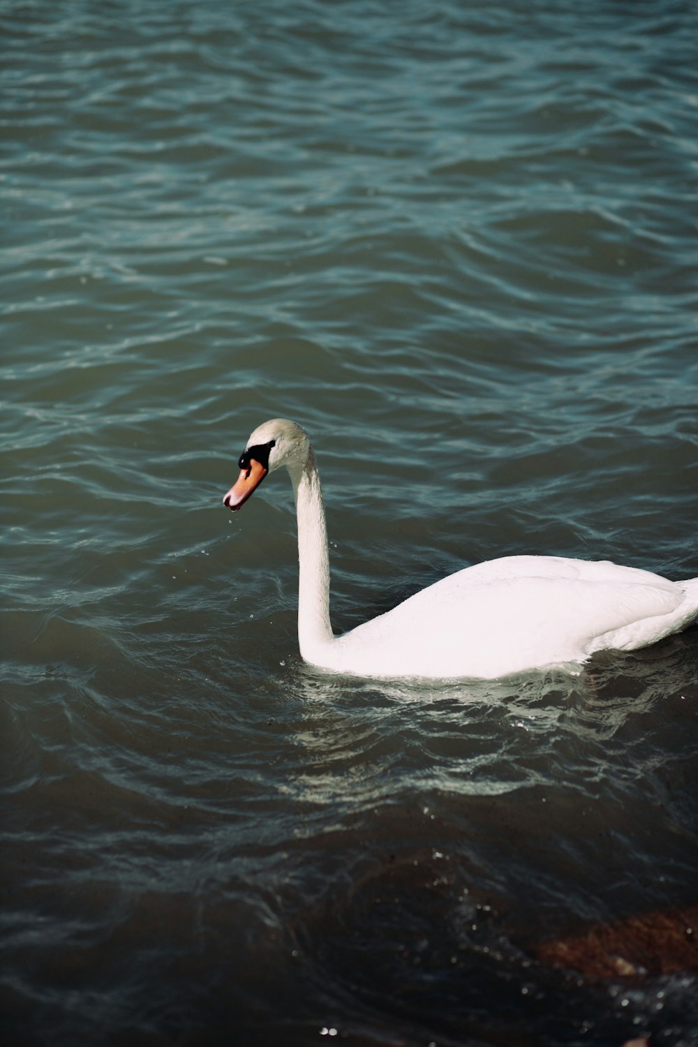 a white swan floating on top of a body of water