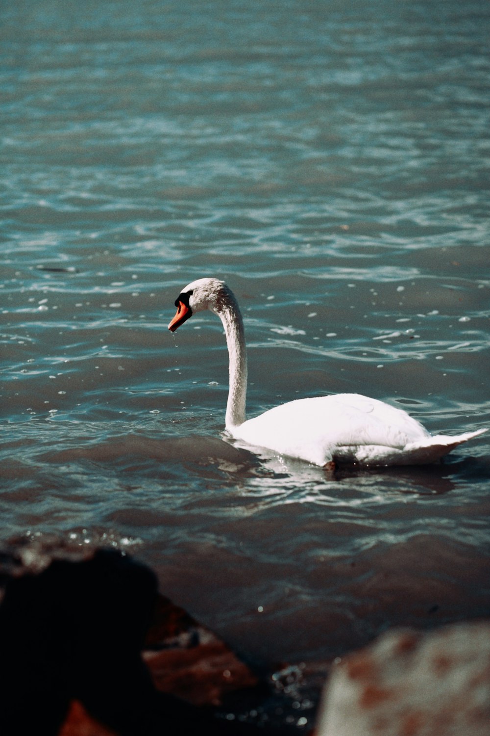 a white swan floating on top of a body of water