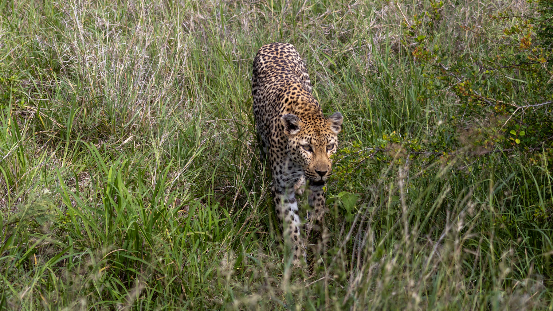 Leopard in Kruger National Park, South Africa