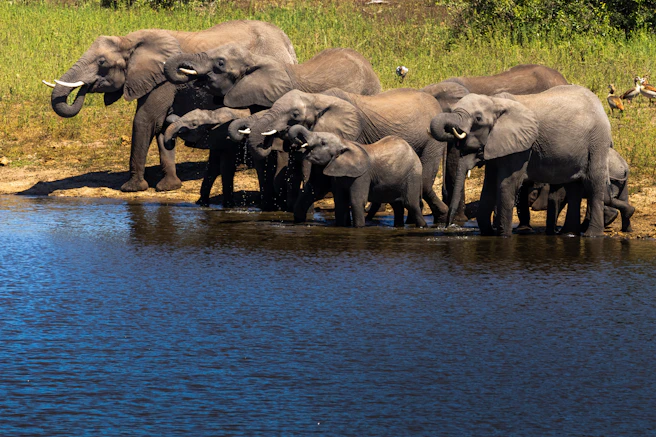 a herd of elephants standing next to a body of water
