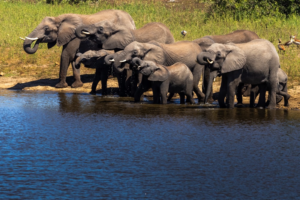 a herd of elephants standing next to a body of water