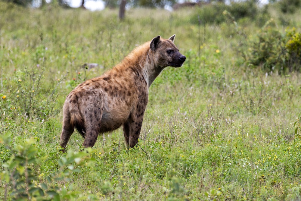 a spotted hyena standing in a grassy field