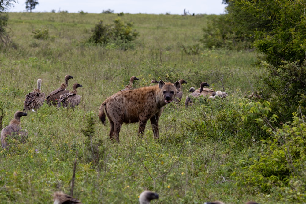 a group of birds and a hyena in a field