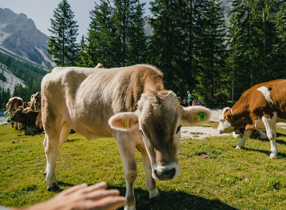 a herd of cattle grazing on a lush green hillside