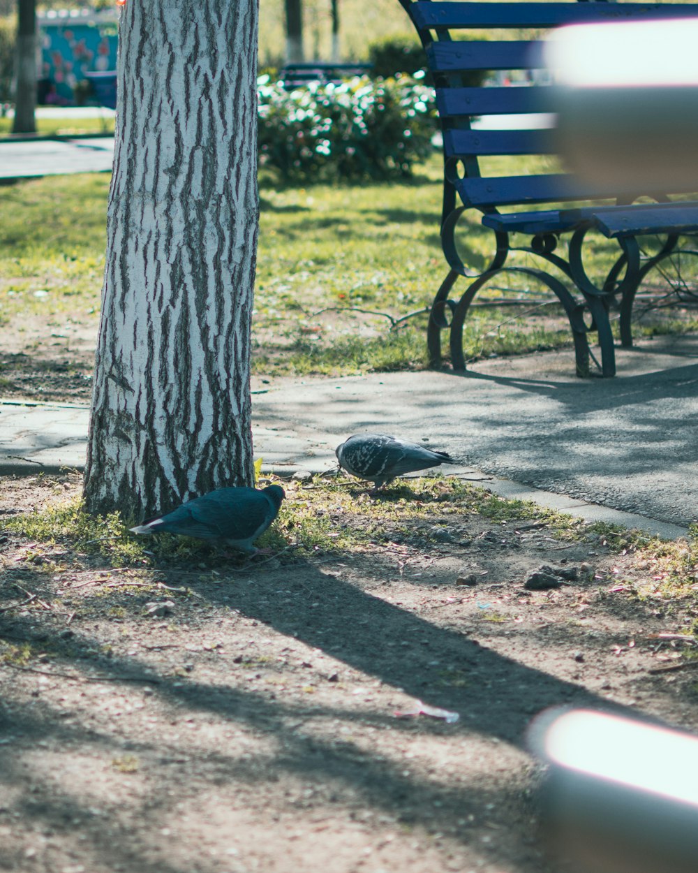 a couple of birds standing next to a tree