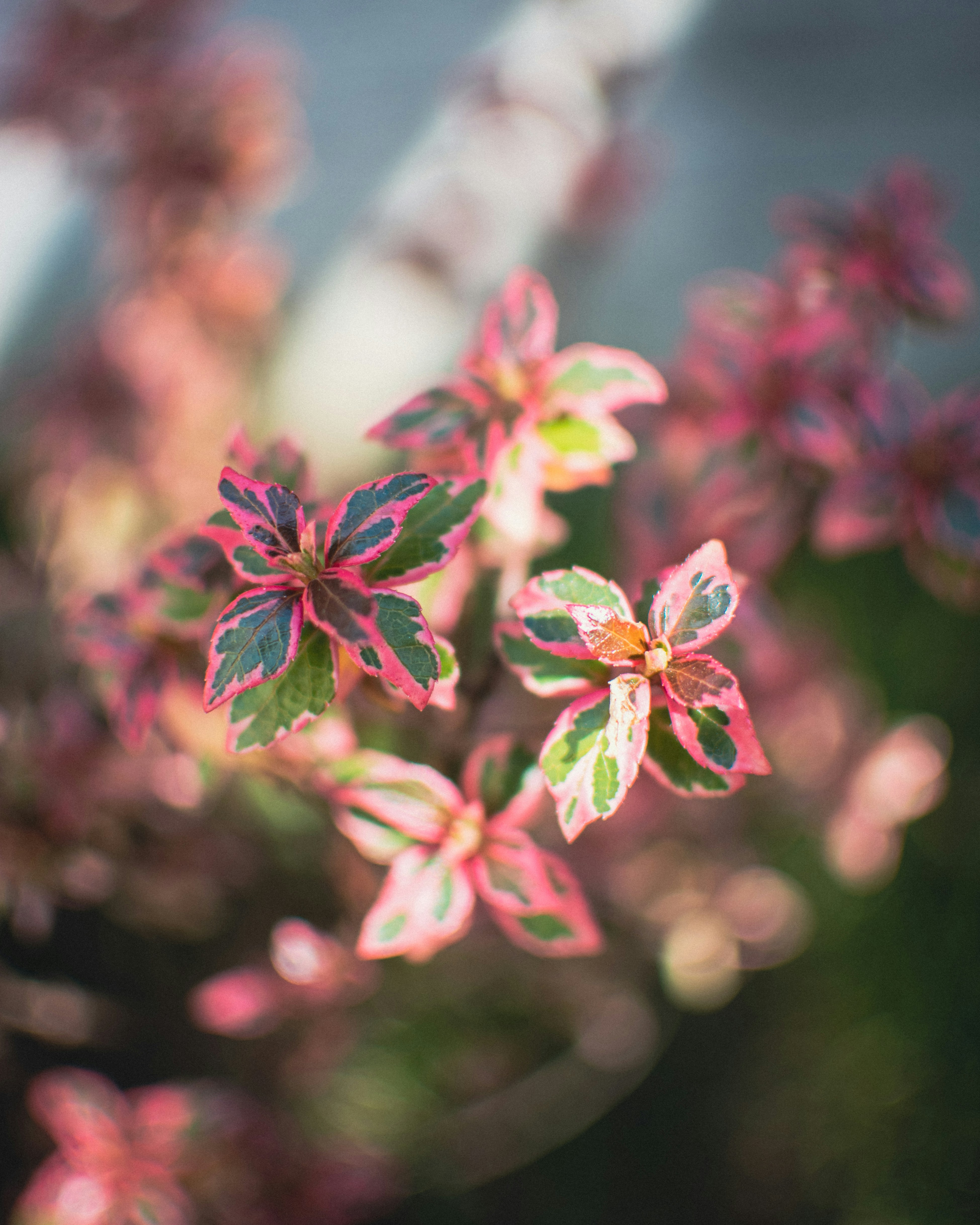 a close up of a plant with pink and green leaves