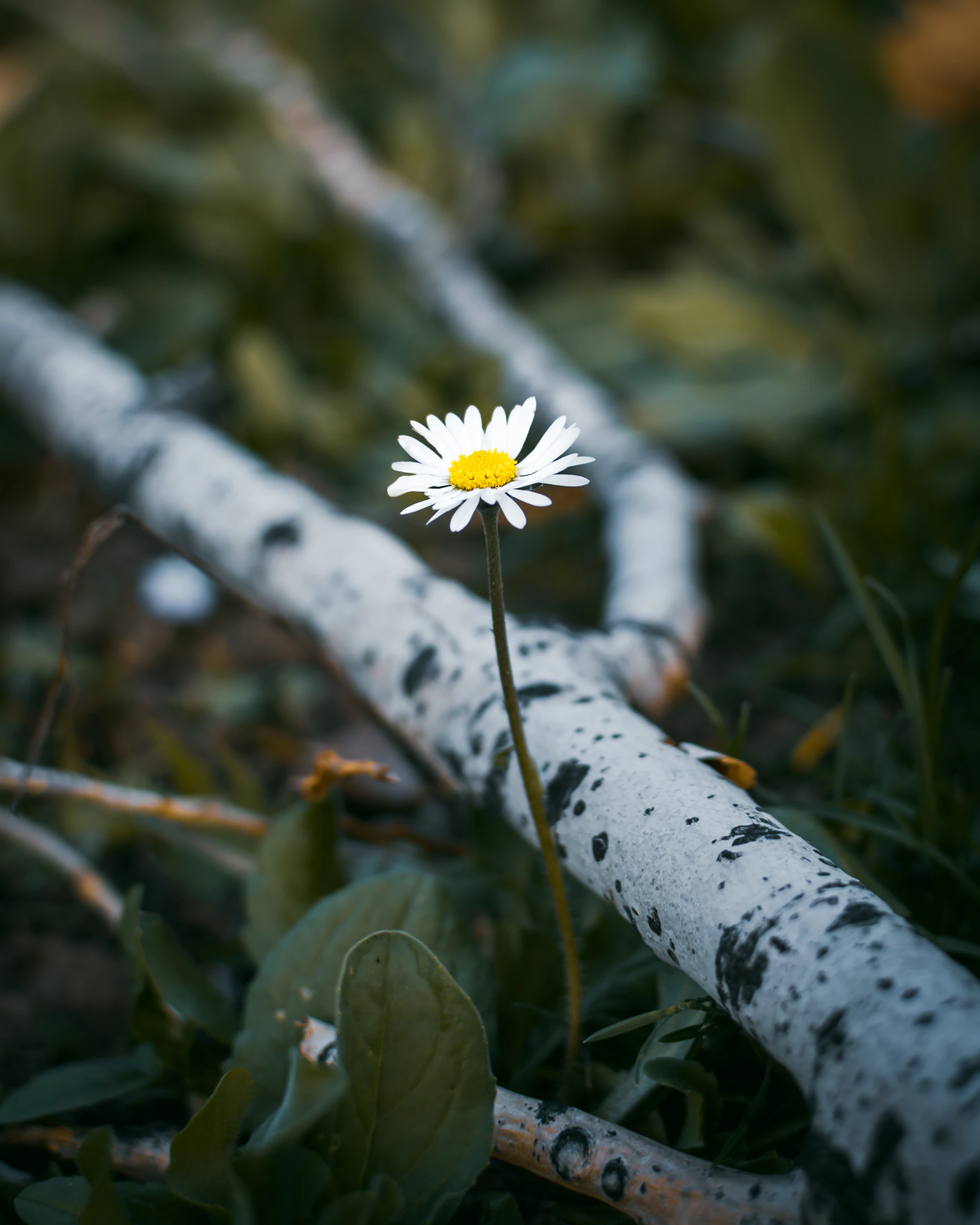 a single white flower sitting on top of a lush green field
