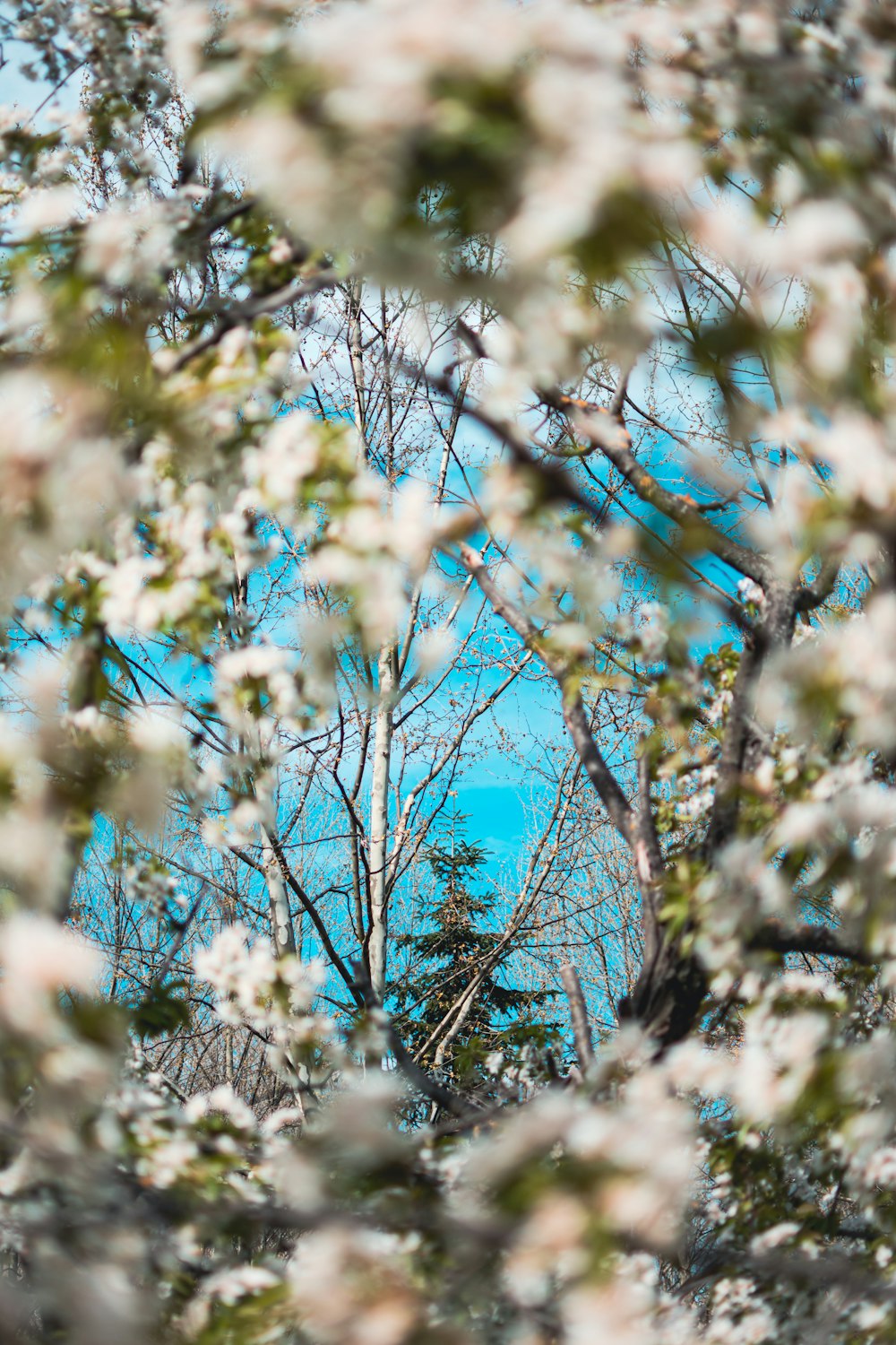 a view through the branches of a tree with a blue sky in the background