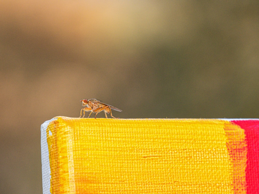 a fly sitting on top of a yellow and red sign