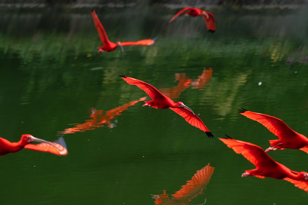 a flock of red birds flying over a body of water